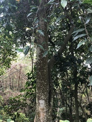 Ficus irisana