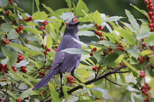 Gray Catbird photographed in Maryland