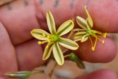 Albuca suaveolens