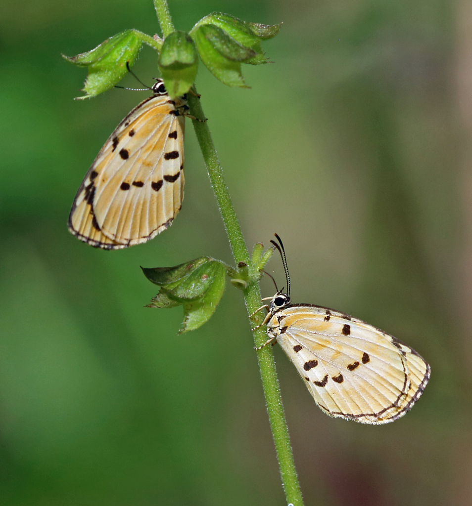 Liptena homeyeri