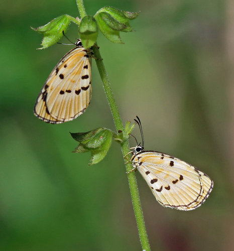 Liptena homeyeri