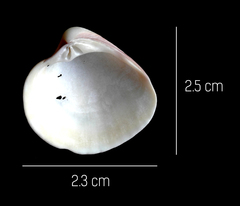 Chionopsis amathusia