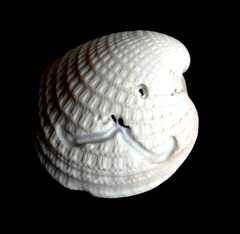 Chionopsis amathusia