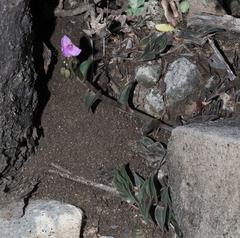 Callisia navicularis