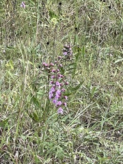 Liatris aspera