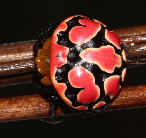 Paraplectana thorntoni