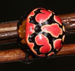 Paraplectana thorntoni