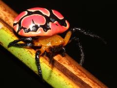 Paraplectana thorntoni