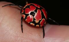 Paraplectana thorntoni