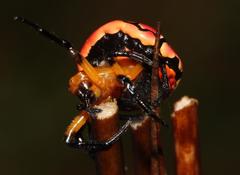 Paraplectana thorntoni