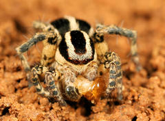 Stenaelurillus termitophagus