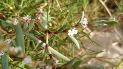 Polygonum maritimum