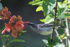 Cinnyris venustus falkensteini