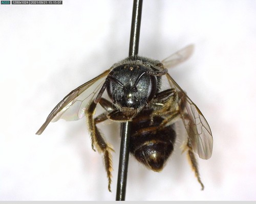 iNaturalist observation photo of Tripartite Sweat Bee