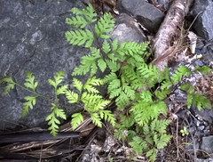 Pteris macilenta