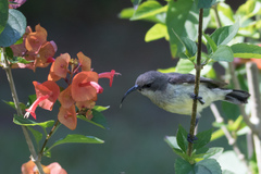 Cinnyris venustus falkensteini