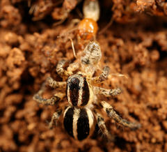 Stenaelurillus termitophagus