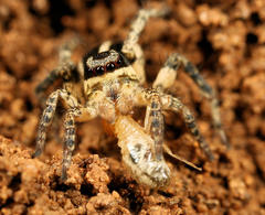 Stenaelurillus termitophagus