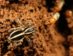 Stenaelurillus termitophagus