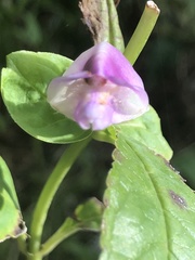 Chelone obliqua