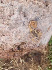 Centruroides vittatus