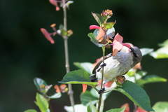 Cinnyris venustus falkensteini