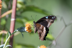 Papilio nireus lyaeus