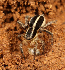 Stenaelurillus termitophagus