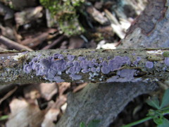 Corticium roseocarneum