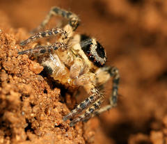 Stenaelurillus termitophagus