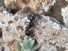 Camponotus feae