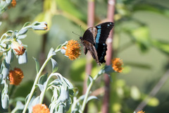 Papilio nireus lyaeus