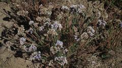 Limonium sinuatum sinuatum