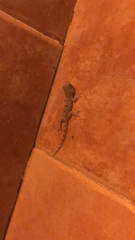 Tarentola angustimentalis