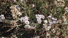 Limonium sinuatum sinuatum
