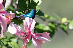 Cinnyris venustus falkensteini