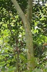 Erythrorchis altissima