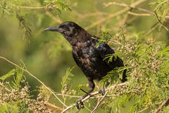 Corvus capensis capensis