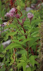 Eutrochium maculatum