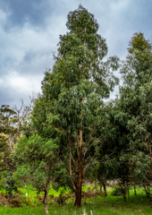 Eucalyptus viminalis viminalis
