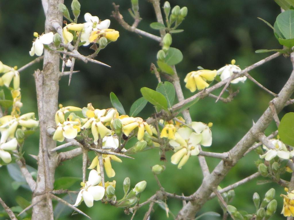 Catunaregam obovata (Coastal Bone-Apple)
