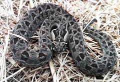 Bitis atropos
