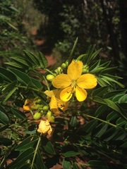 Senna ligustrina