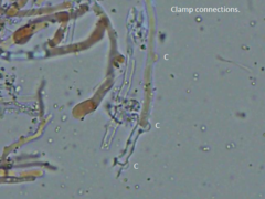 Corticium roseocarneum