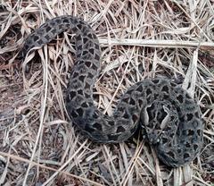 Bitis atropos