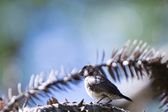 Spermestes cucullata