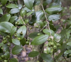Myrceugenia planipes