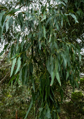 Eucalyptus viminalis viminalis