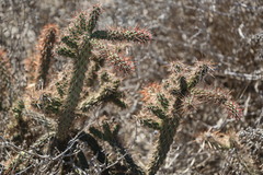 Cylindropuntia prolifera