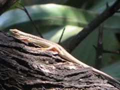 Trachylepis depressa